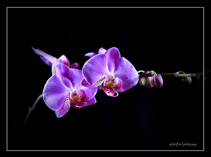 Orchids on Black Photograph by Linda Olsen