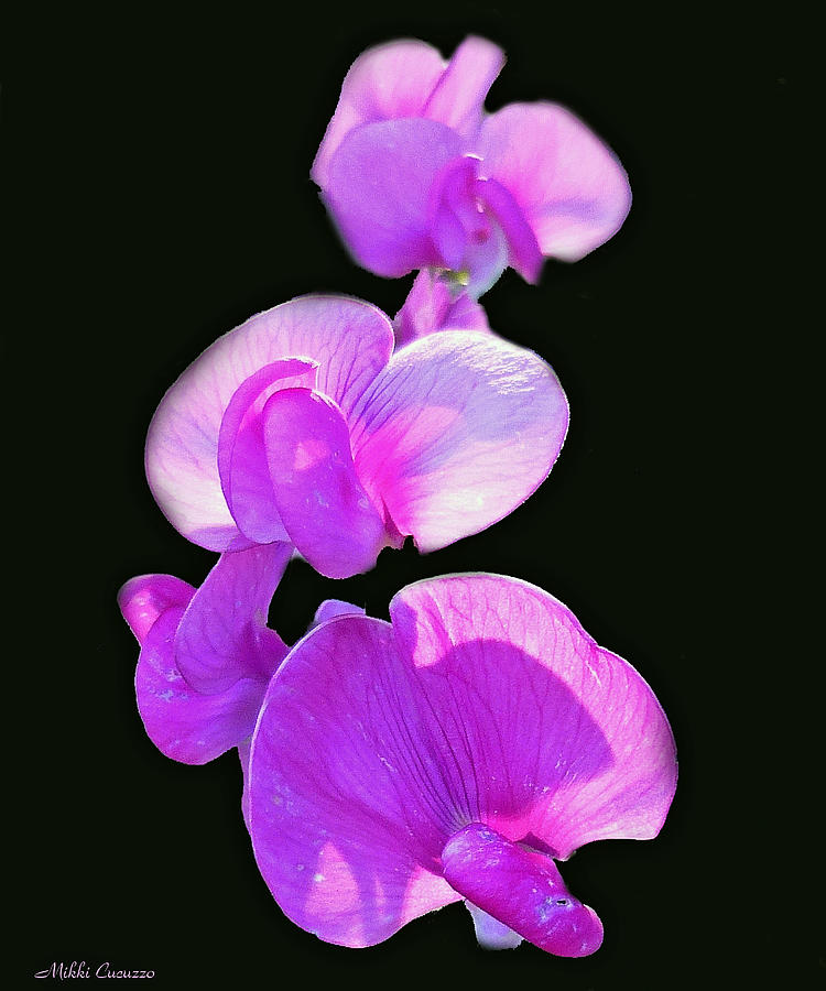 Orchids on Black Photograph by Mikki Cucuzzo