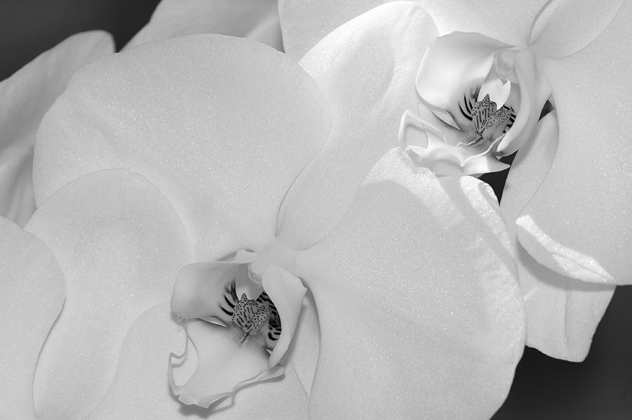 Orchids Photograph by Sandra Bronstein