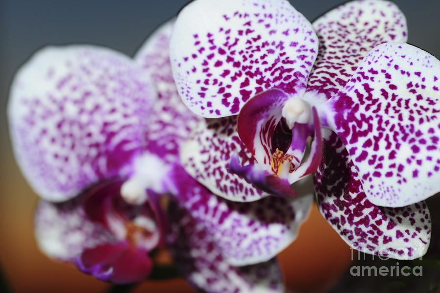 Orchids Photograph by Sherry Davis