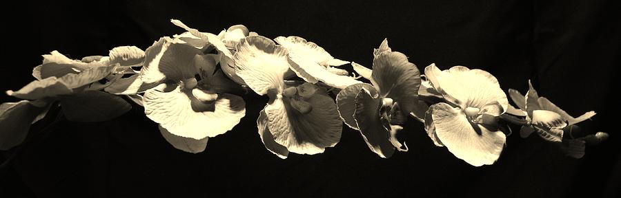 Orchids Photograph by Sumit Mehndiratta