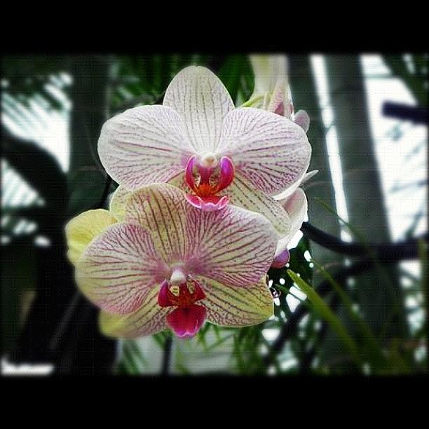 Orchids Photograph - #orchids by Vickie ODell