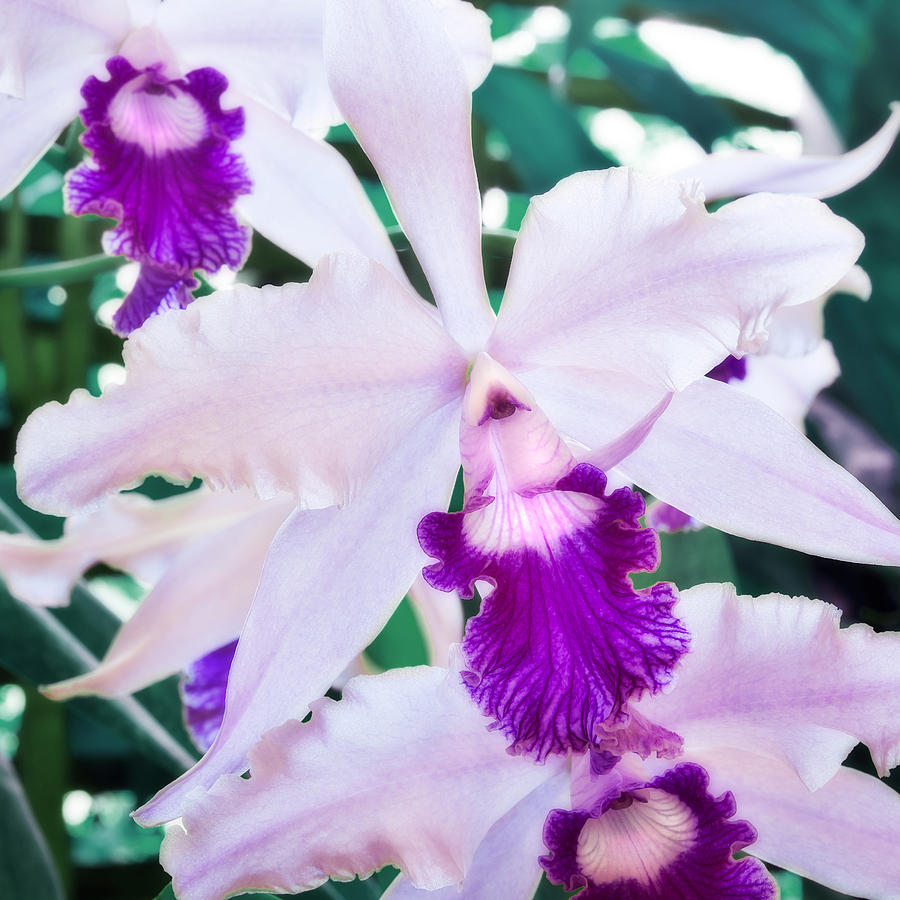 Orchids White and Purple Photograph by Steven Sparks