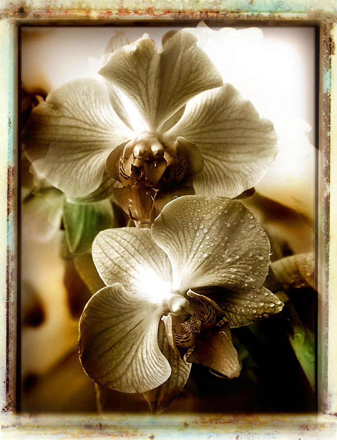 Orchids with dew Photograph by Linda Olsen