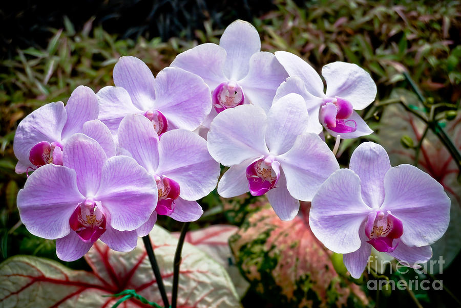 Flower Photograph - Orchids by Yurix Sardinelly