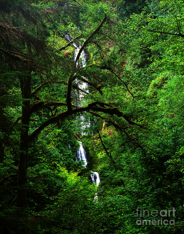Oregon - Munson Creek Falls Photograph by Terry Elniski
