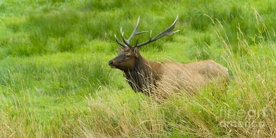Oregon Bull Elk Photograph by L J Oakes