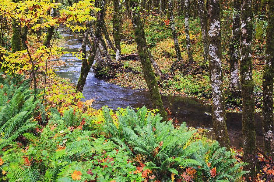 Fall Photograph - Oregon Coast Range, Oregon, United by Craig Tuttle