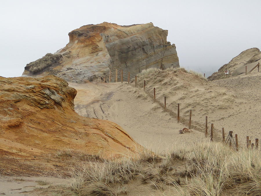 Oregon Sand Dunes Photograph by Athena Mckinzie