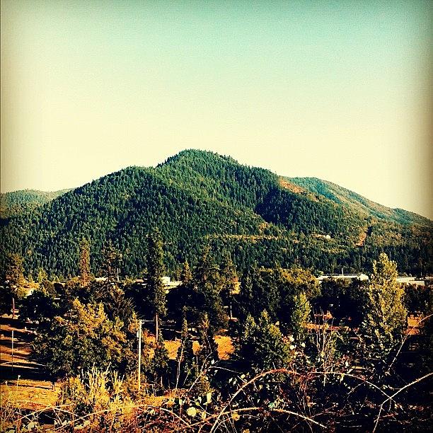 Tree Photograph - #oregon #view While #running With by April Ferocious