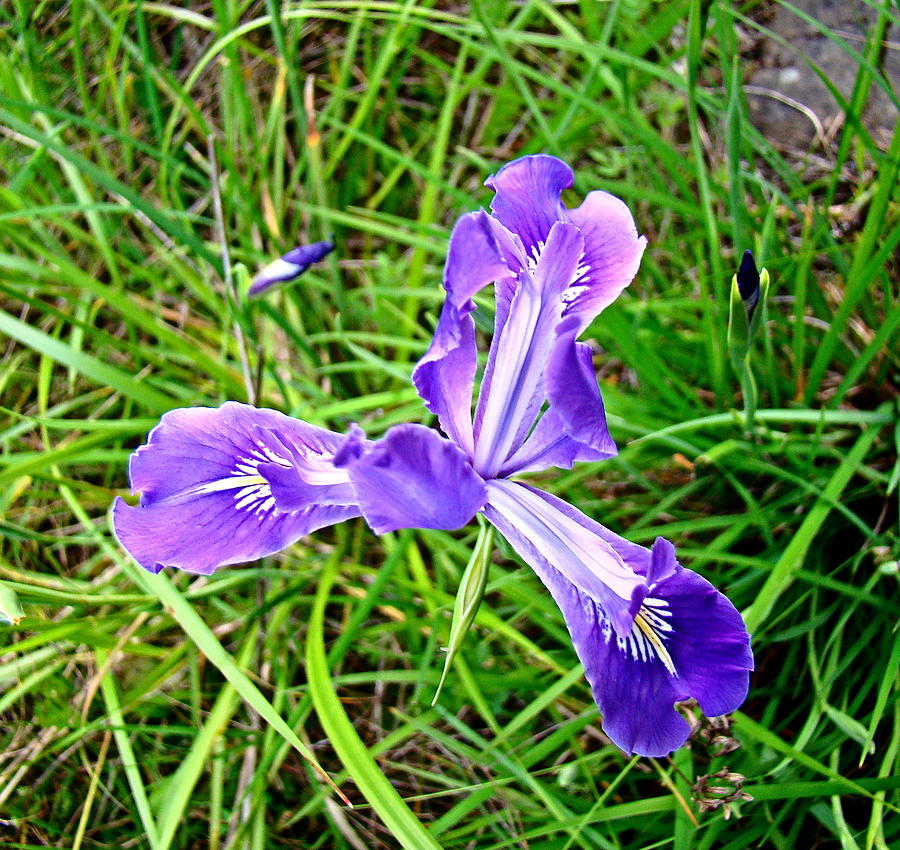 Oregon wild iris Photograph by Nick Kloepping