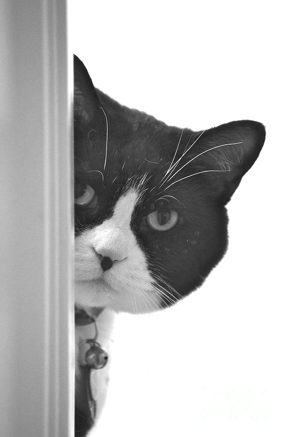 Oreo Peek-a-boo Photograph by James E Weaver