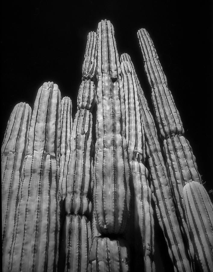 Organ Pipe Cactus Photograph by Jim Painter