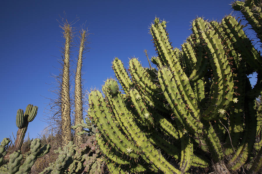 Organ Pipe Cactus Stenocereus Thurberi Photograph by Cyril Ruoso