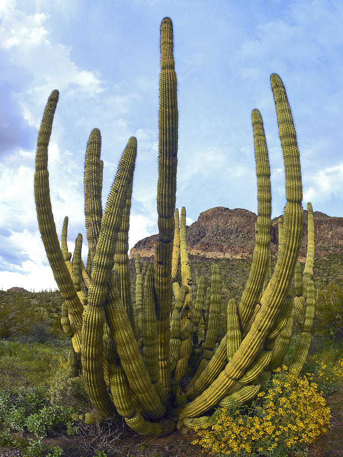 Organ Pipe Cactus Stenocereus Thurberi Photograph by Tim Fitzharris