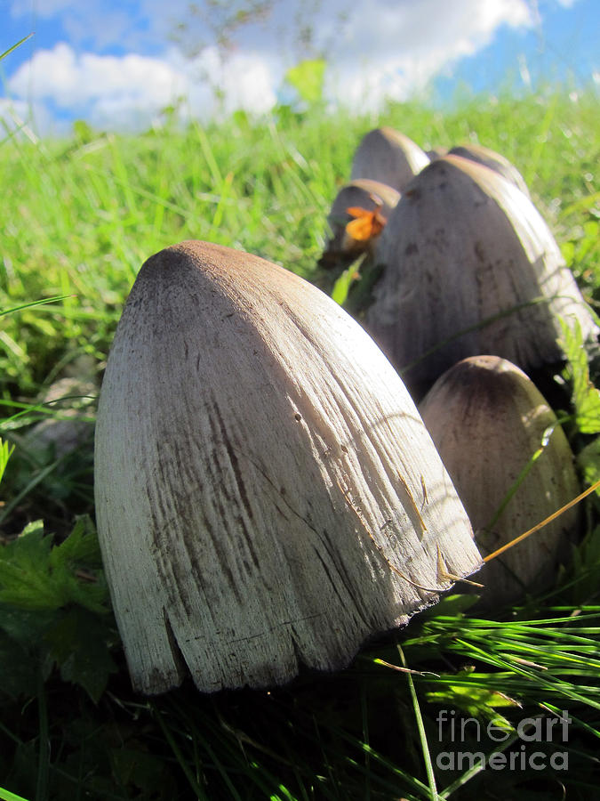 Mushroom Photograph - Organic Minaret by Michelle Bergersen