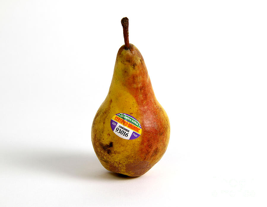 Organic Pear Photograph by Photo Researchers