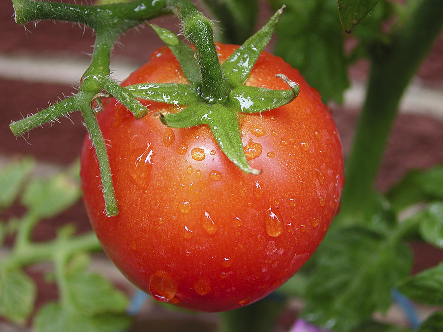Organic Tomato  Photograph by Nick Mares