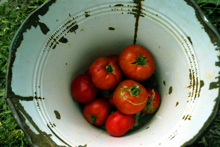 Organic tomatoes in old bucket Photograph by Emanuel Tanjala