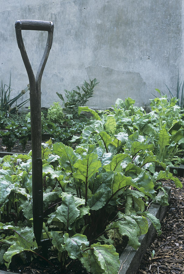 Spinach Photograph - Organic Vegetable Garden by Maxine Adcock