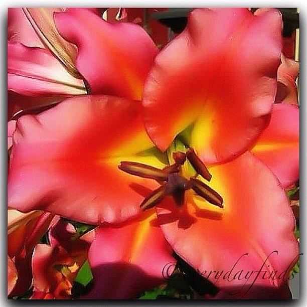 Oriental Lily - Macro Photograph by Deb - Jim Photograhy