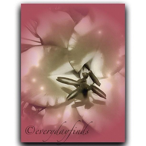 Oriental Lily Photograph by Deb - Jim Photograhy