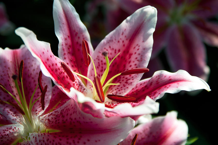 Oriental Lily Photograph by Edward Congdon