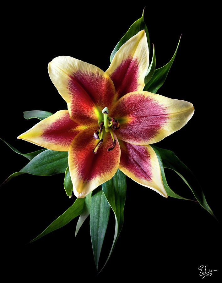 Oriental Lily Photograph by Endre Balogh