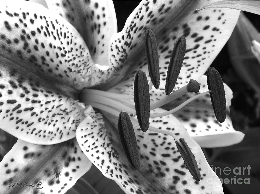 Oriental Lily Hybrid named Dizzy Photograph by J McCombie