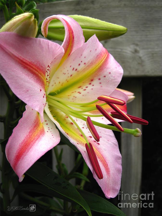 Oriental Lily Hybrid named Mojave Photograph by J McCombie