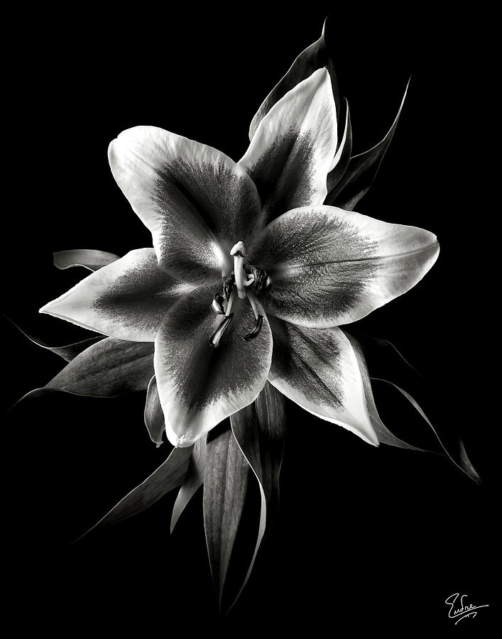 Oriental Lily in Black and White Photograph by Endre Balogh