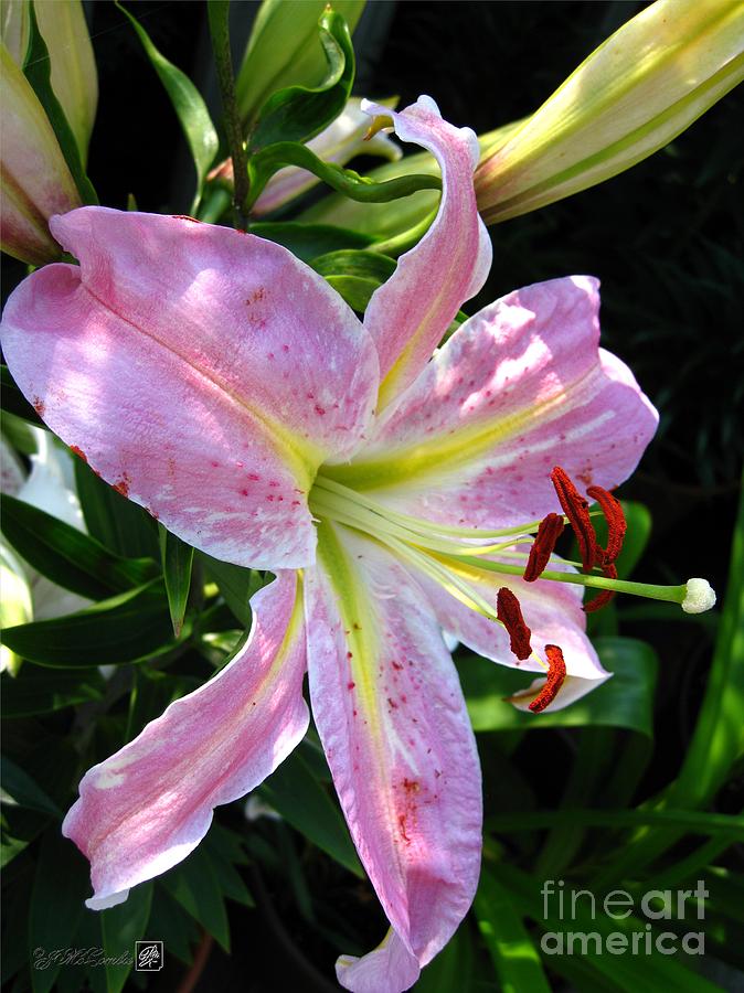 Oriental Lily named Tom Pouce Photograph by J McCombie - Fine Art America