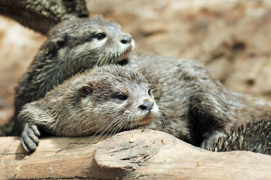 Oriental Small Clawed Otters Photograph By Photostock Israel Fine Art