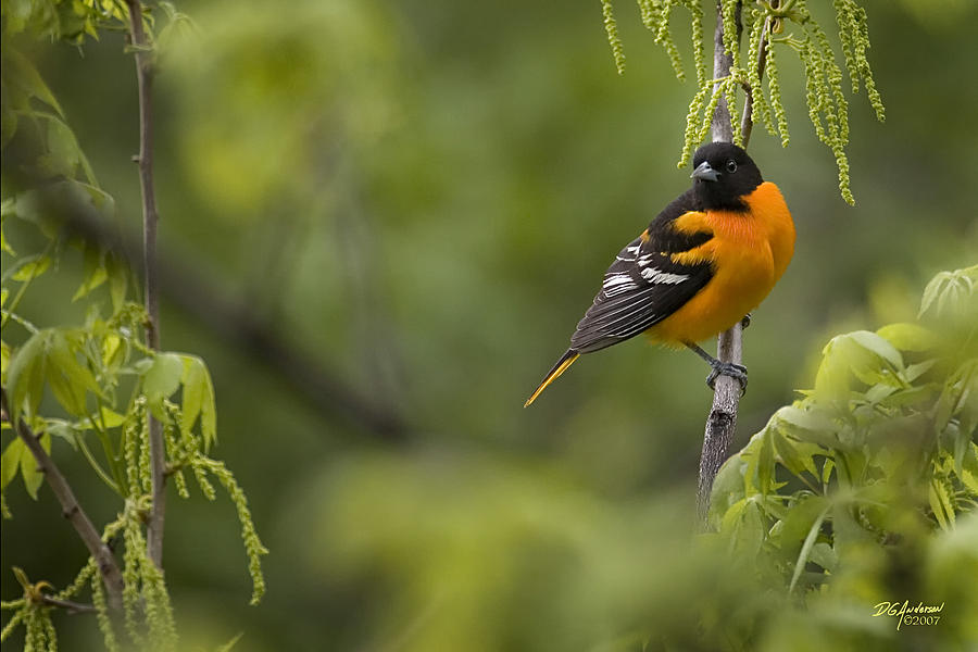 Oriole Photograph by Don Anderson
