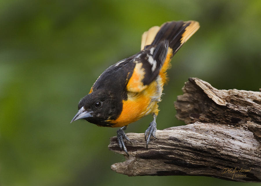 Oriole ready for takeoff Photograph by Don Anderson