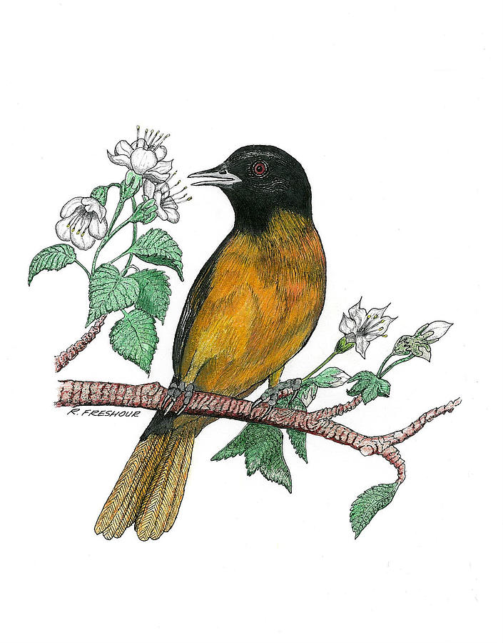 Oriole Drawing - Oriole by Richard Freshour