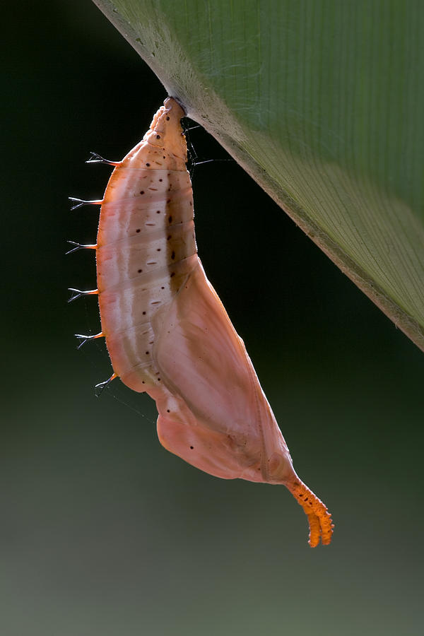 Orion Butterfly Chrysalis Costa Rica Photograph by Piotr Naskrecki