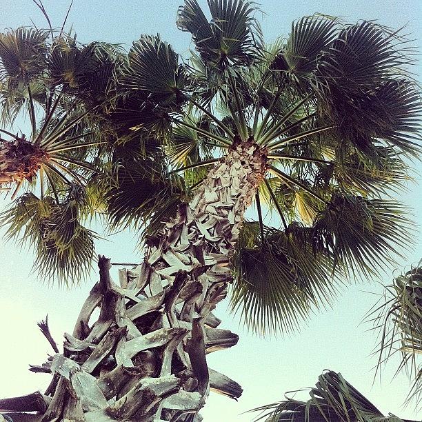 Orlando Photograph - #orlando #palmtree #florida #iphone by James Roberts