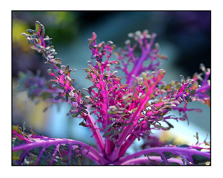 Ornamental Cabbage Photograph by Judi Bagwell