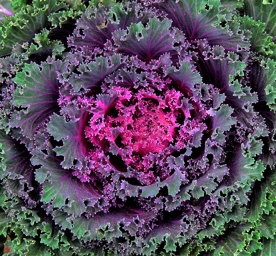 Ornamental Cabbage Photograph by Michael Friedman