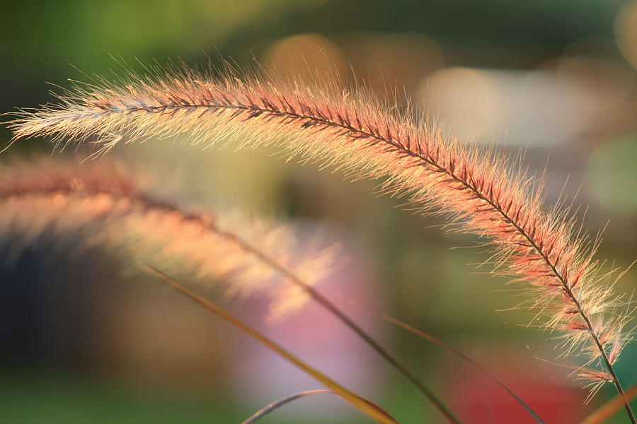 Garden Photograph - Ornamental Grass At Sunset by Charles Shedd