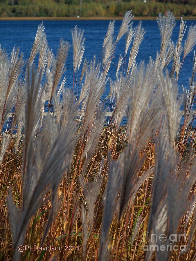Ornamental Grasses By The Sea Photograph by Pat Davidson