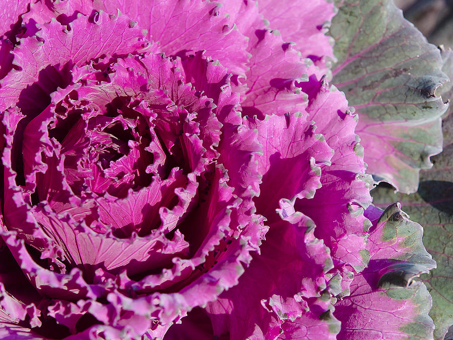 Ornamental Kale Photograph by Mary Jane Armstrong