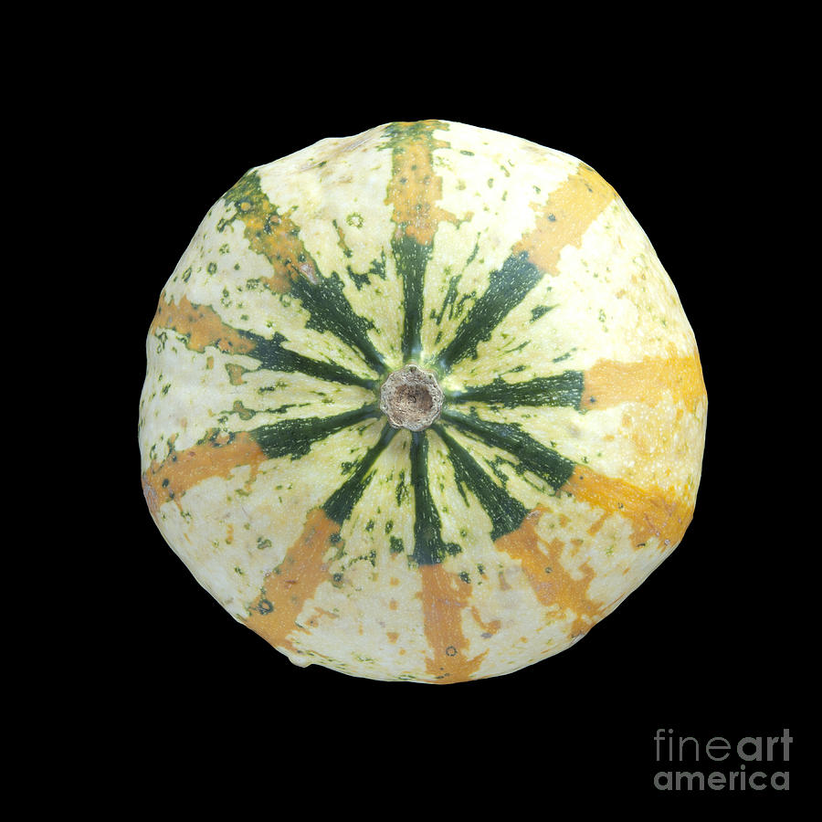 Ornamental Melon Photograph by Heiko Koehrer-Wagner