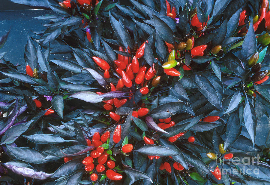 Ornamental Pepper Plant Photograph by Science Source