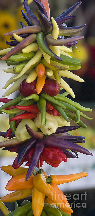 Ornamental Peppers Photograph by Jim And Emily Bush