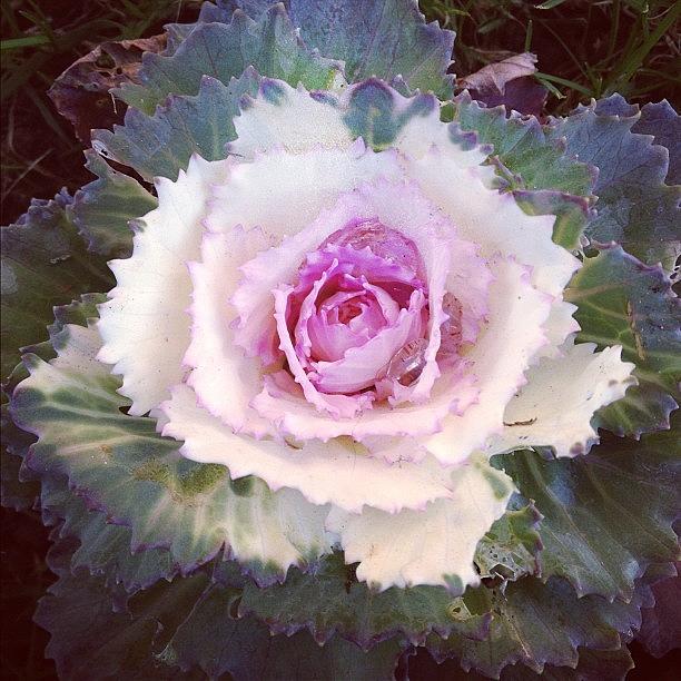 Cabbage Photograph - #ornamentalkale #kale #autumn #colours by De Romaine