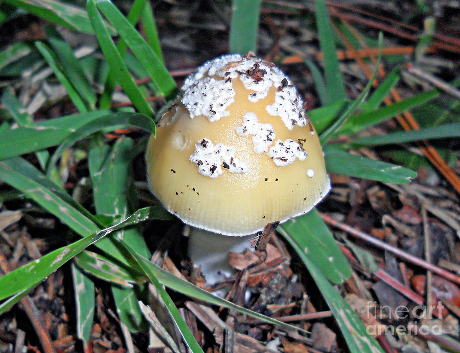 Ornate Mushroom Photograph by Doris Blessington