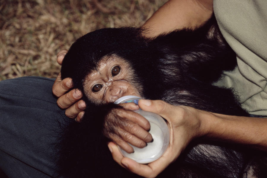 Wildlife Photograph - Orphaned Chimpanzee by Tony Camacho