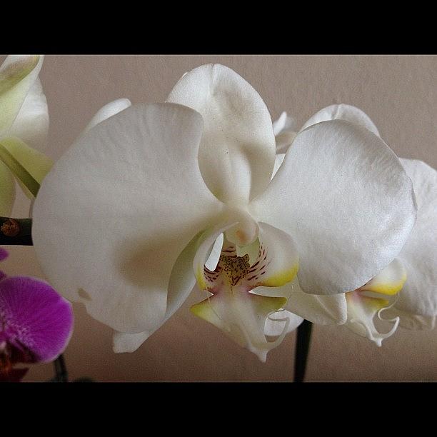 Orchid Photograph - #orquídea #orchid #flor #flower by Diogo Rocha